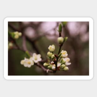 plum tree in full bloom Sticker